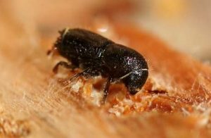 Mountain Pine Beetle