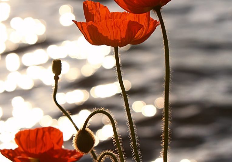 Poppies_in_the_Sunset_on_Lake_Geneva